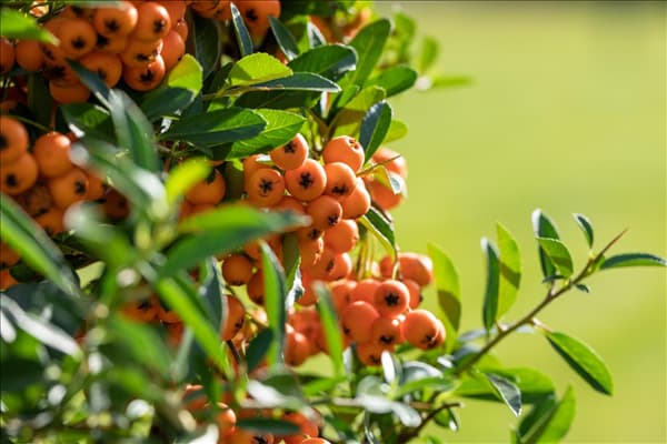 Pyracantha coccinea