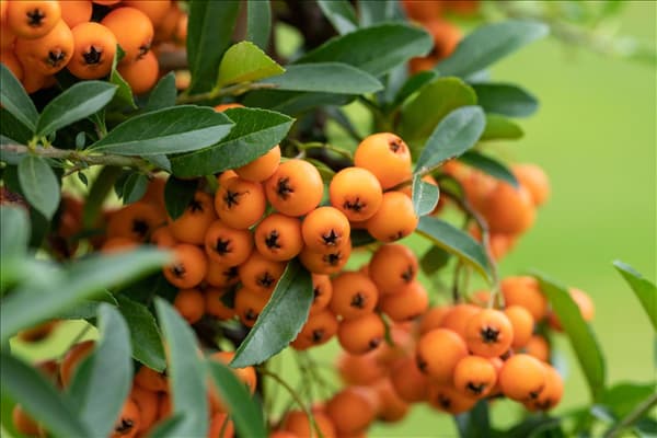 Pyracantha coccinea