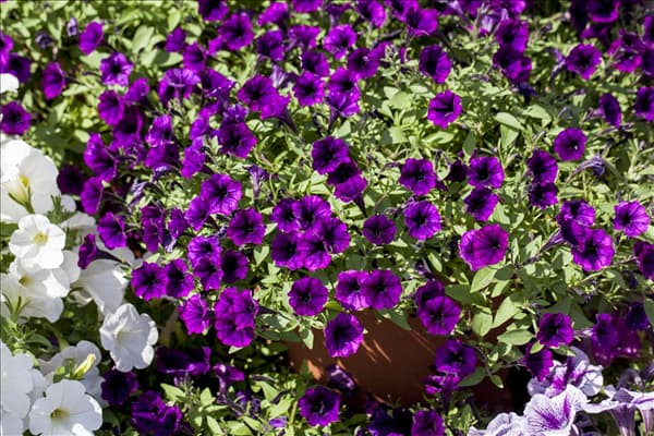 Petunia 'Littletunia'™