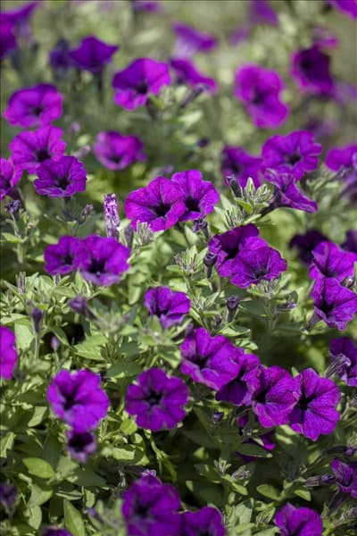 Petunia 'Littletunia'™