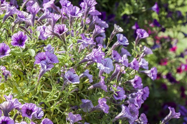 Petunia 'Littletunia'™