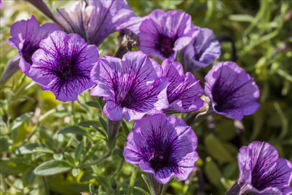 Petunia, lila