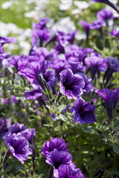 Petunia, lila