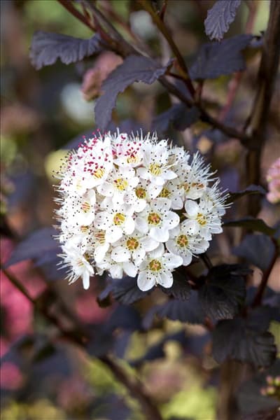 Physocarpus opulifolius 'Diabolo'®