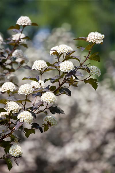 Physocarpus opulifolius 'Diabolo'®