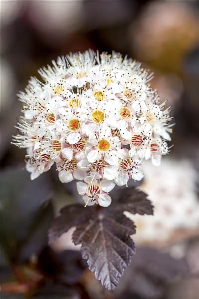 Physocarpus opulifolius 'Diabolo'®