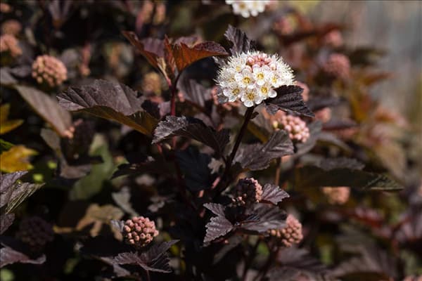 Physocarpus opulifolius 'Diabolo'®