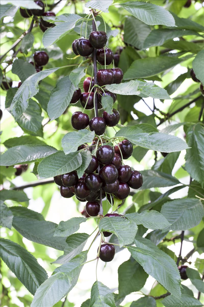 Prunus avium 'Regina'