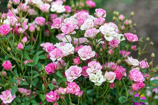 Rosa 'LillyRose™ Wonder5'