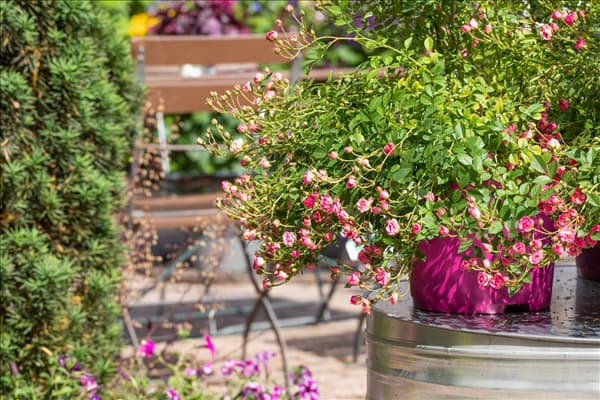 Rosa 'LillyRose™ Wonder5'