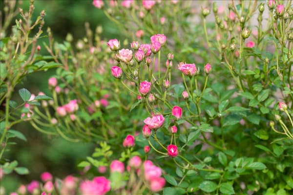 Rosa 'LillyRose™ Wonder5'