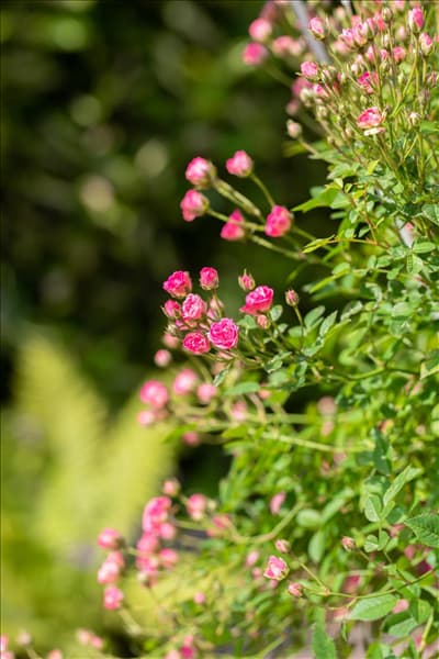 Rosa 'LillyRose™ Wonder5'