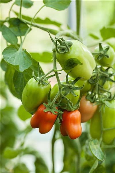 Solanum lycopersicum 'Paprikatomate'