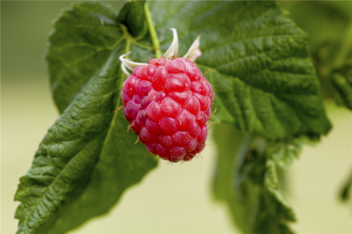 Rubus idaeus 'Malling Promise'