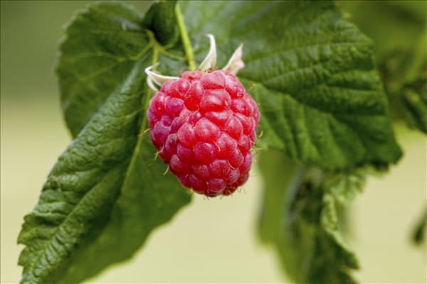 Rubus idaeus 'Malling Promise'