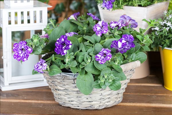 Petunia 'Night Sky'