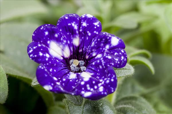 Petunia 'Night Sky'