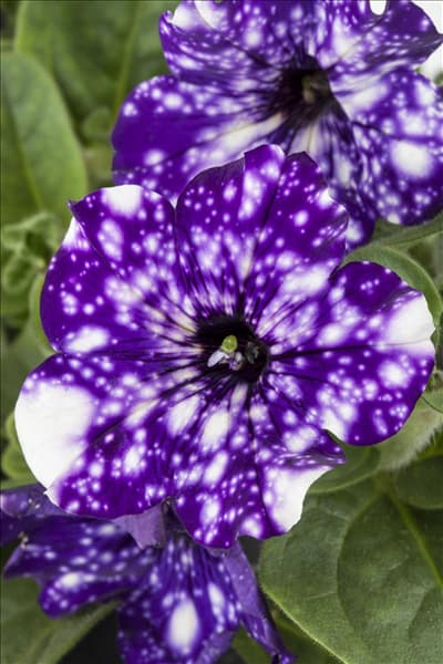 Petunia 'Night Sky'