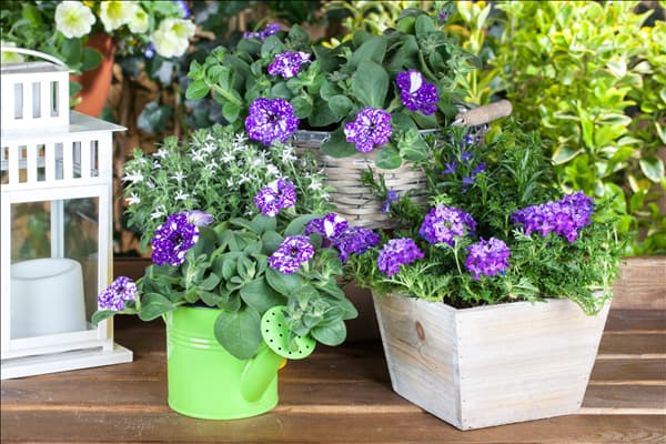 Petunia 'Night Sky', Verbena