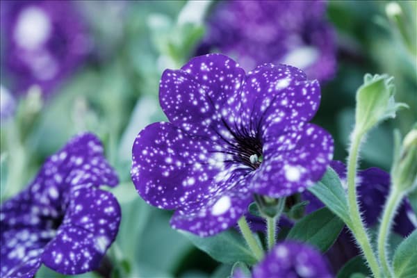 Petunia 'Night Sky'