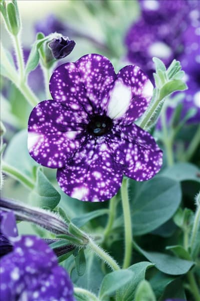 Petunia 'Night Sky'