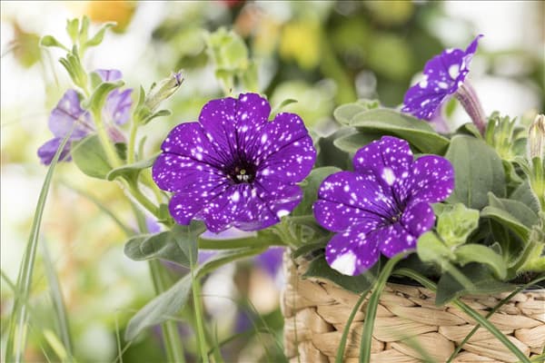 Petunia 'Night Sky'