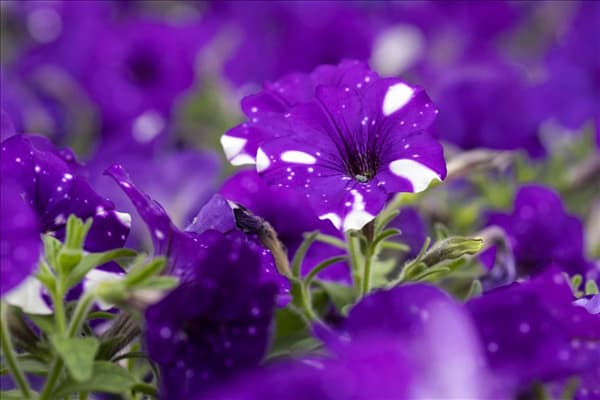 Petunia 'NightSky'®