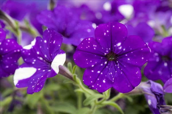 Petunia 'NightSky'®