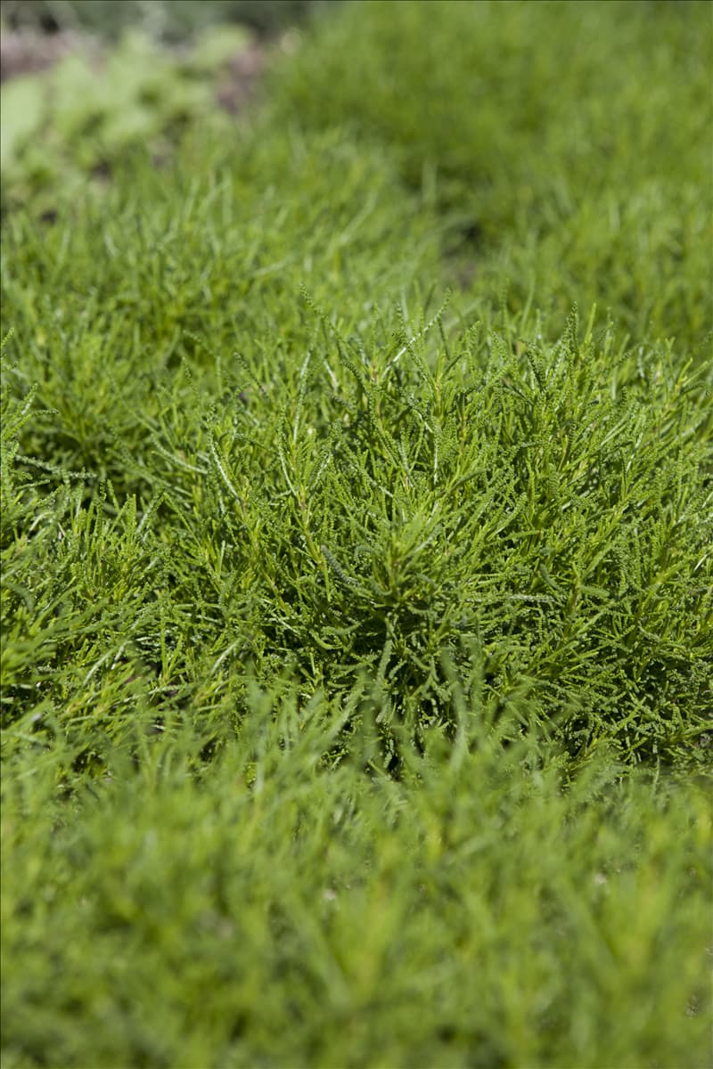 Santolina viridis