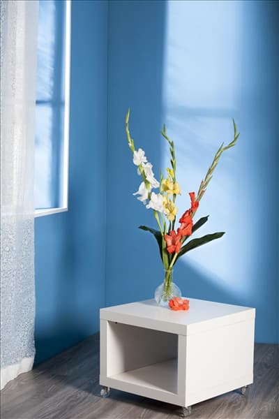 Gladiolus