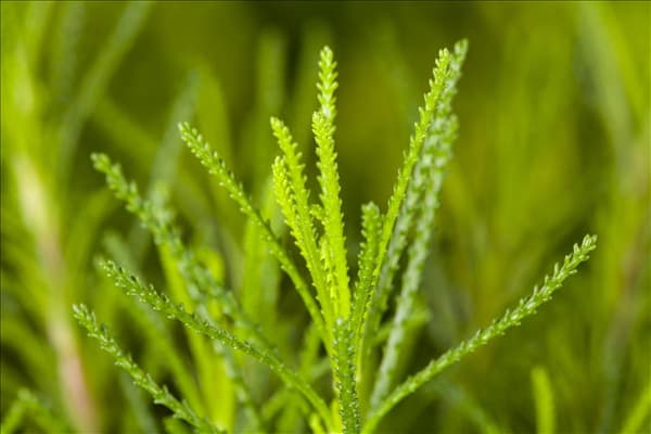 Santolina viridis