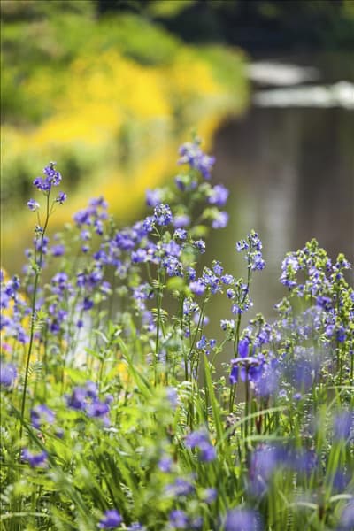 Polemonium caeruleum
