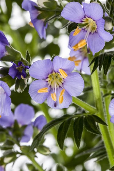 Polemonium caeruleum