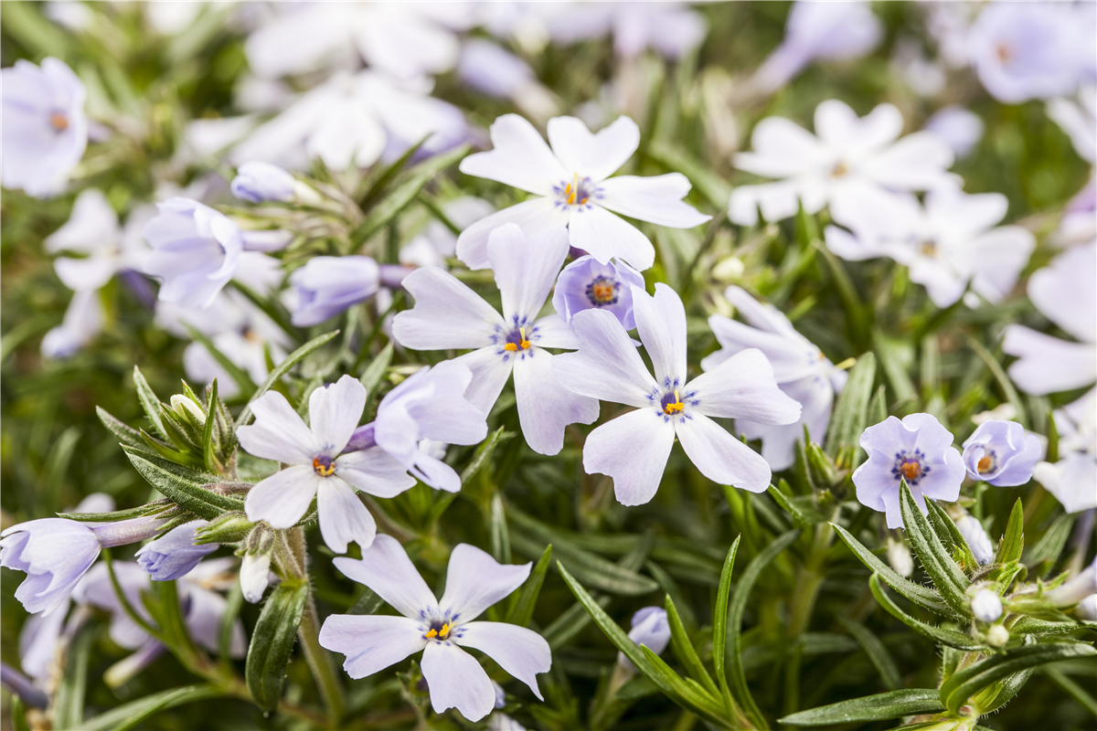 Phlox subulata