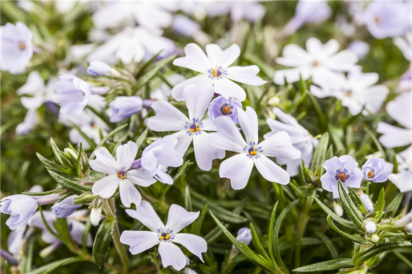 Phlox subulata