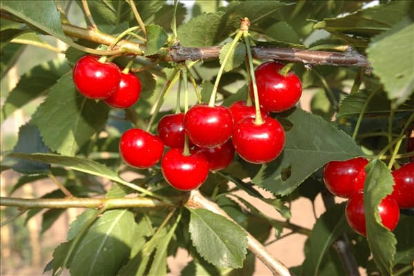 Prunus cerasus 'Topas'®