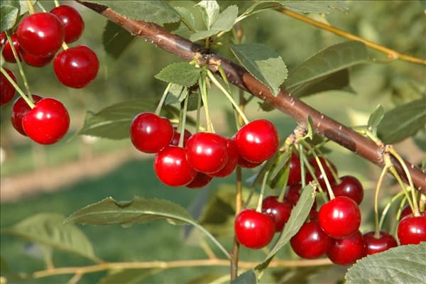 Prunus cerasus 'Topas'®
