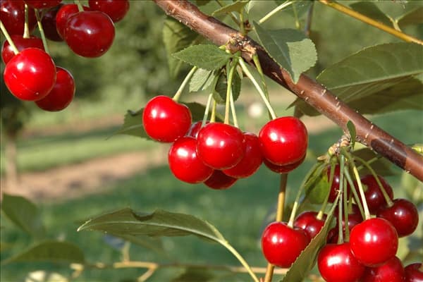 Prunus cerasus 'Topas'®