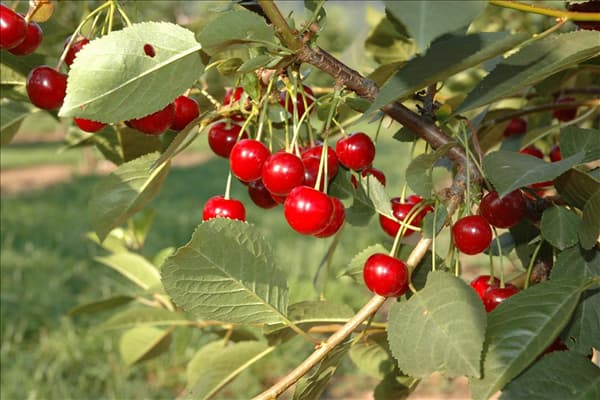 Prunus cerasus 'Topas'®