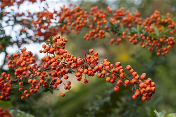 Pyracantha hybride, orange