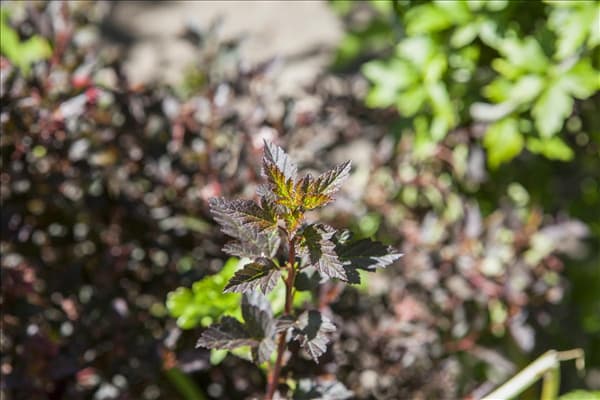 Physocarpus opulifolius 'Little Devil'®