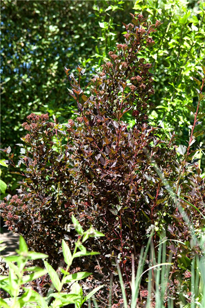 Physocarpus opulifolius 'Little Devil'®