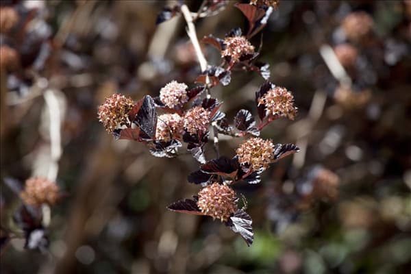 Physocarpus opulifolius 'Little Devil'®