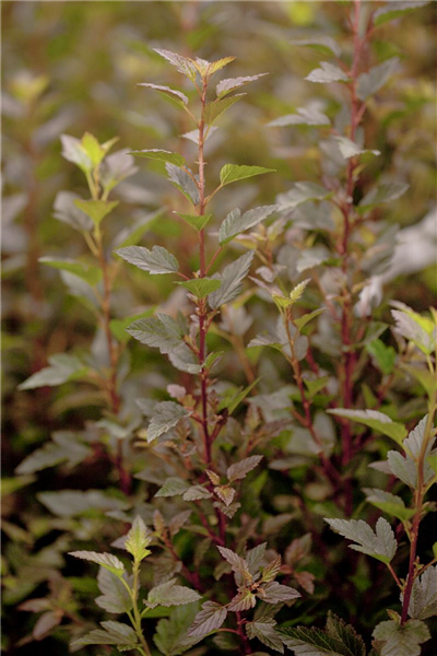 Physocarpus opulifolius 'Little Devil'®