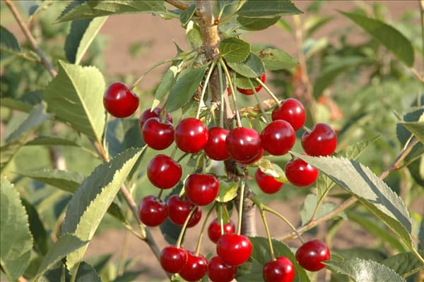 Prunus cerasus 'Vowi'(s)