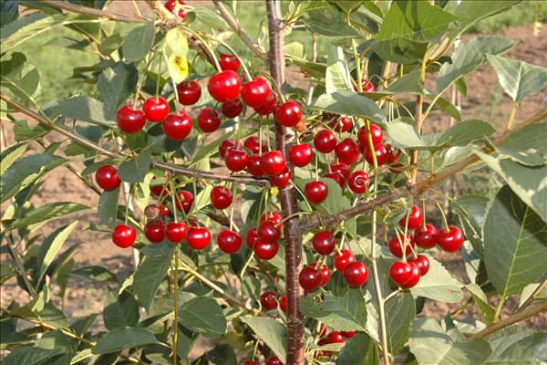 Prunus cerasus 'Vowi'(s)
