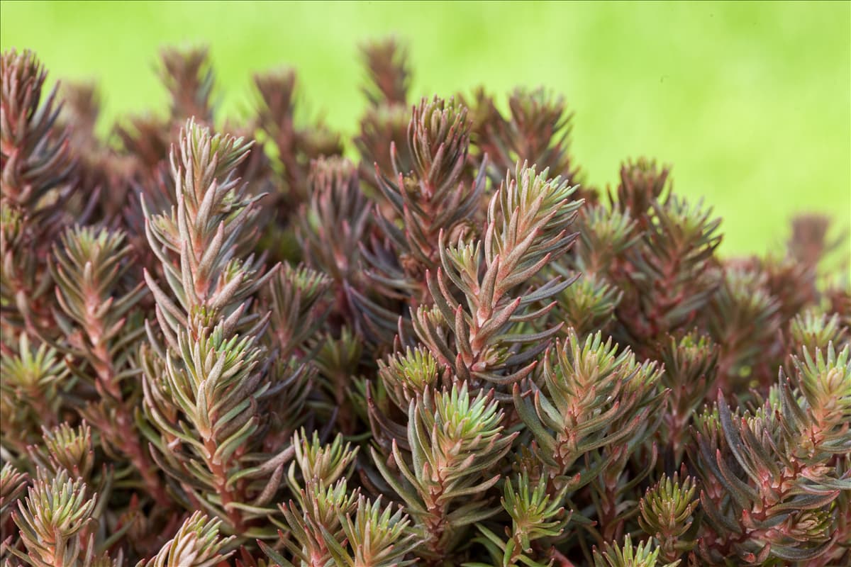 Sedum reflexum 'Chocolate Ball'