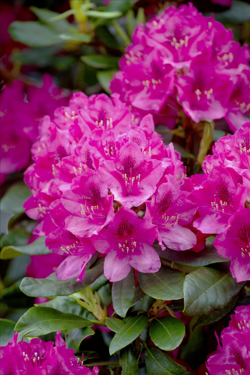 Rhododendron 'Nova Zembla'