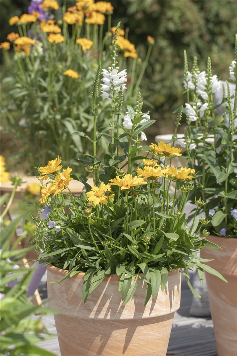 Coreopsis