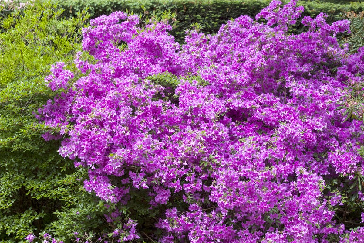 Rhododendron obtusum